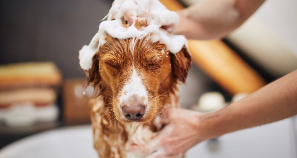A dog is being washed with shampoo