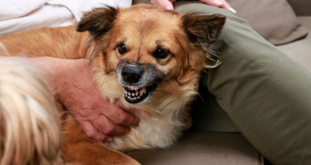 A dog is snarling in an owners lap
