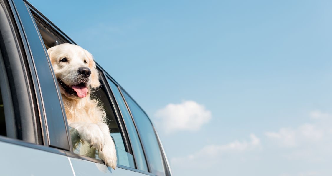 4 Ways To Train Your Dog To Like Car Rides