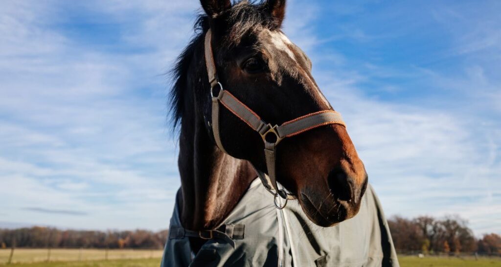 A horse is wearing a coat outside