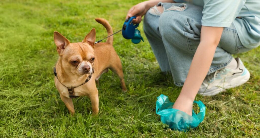 A dog owner is picking up poop in the grass