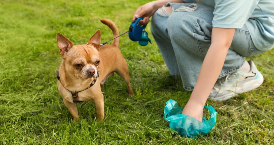 What Your Dog’s Poop Can Tell You About Their Health