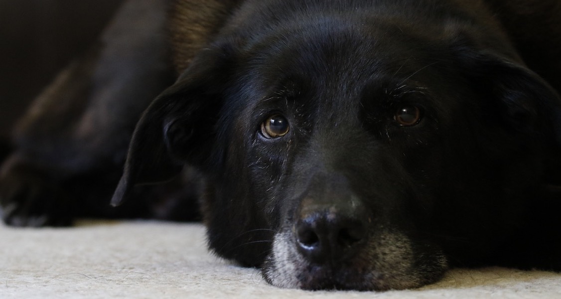 Dogs could have lifespan extended with promising new drug