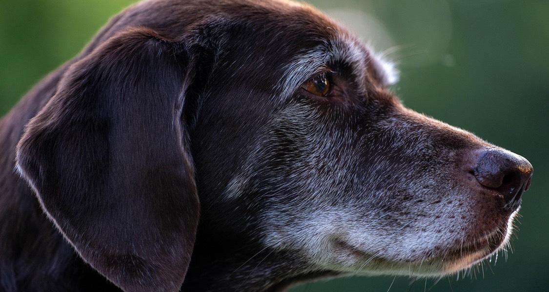 How your dog can live as long as Bobi, reported to have died aged 31