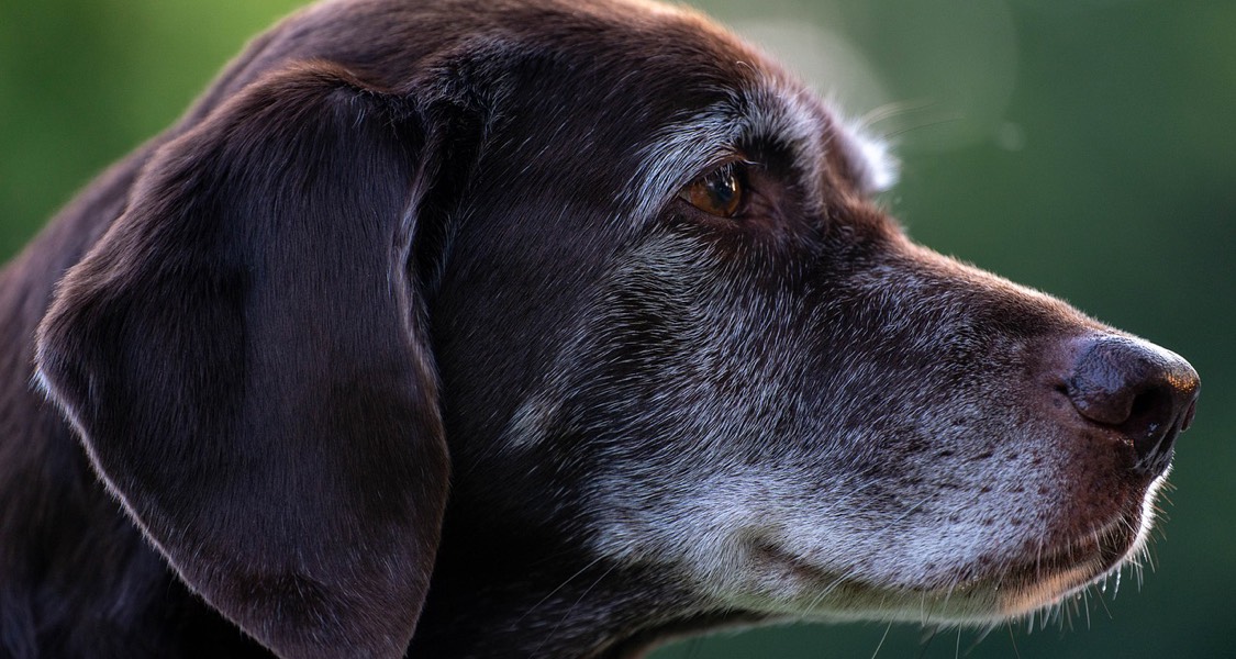 How your dog can live as long as Bobi, reported to have died aged 31 How your dog can live as long as Bobi, reported to have died aged 31