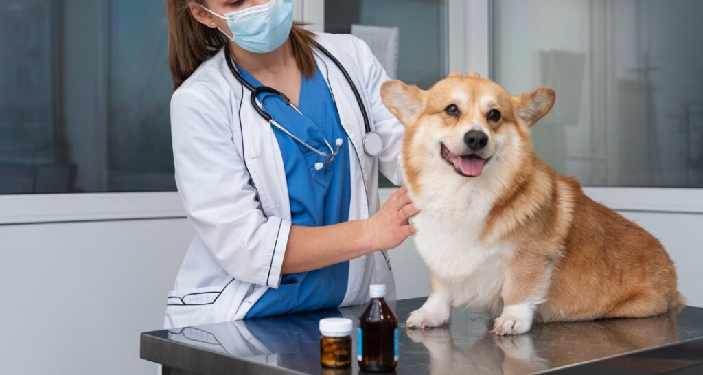 A veterinarian is taking care of a pet dog on an examination table