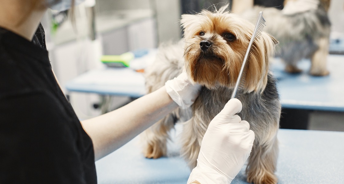 Canine Respiratory Disease Outbreak: Advice For Groomers Canine Respiratory Disease Outbreak: Advice For Groomers