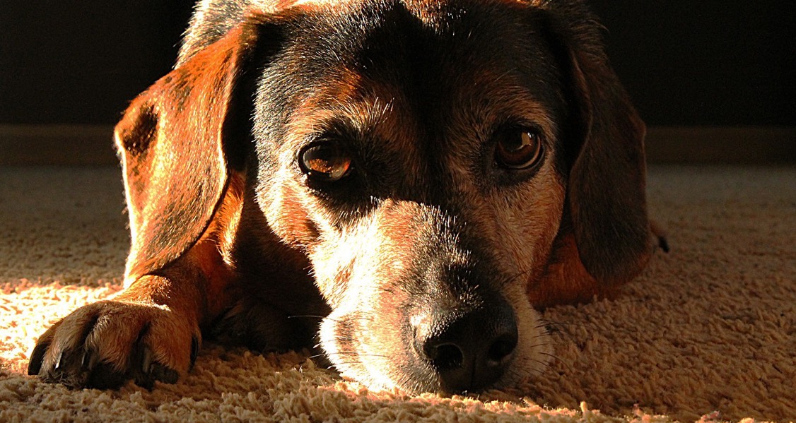 Update: Canine Infectious Respiratory Disease
