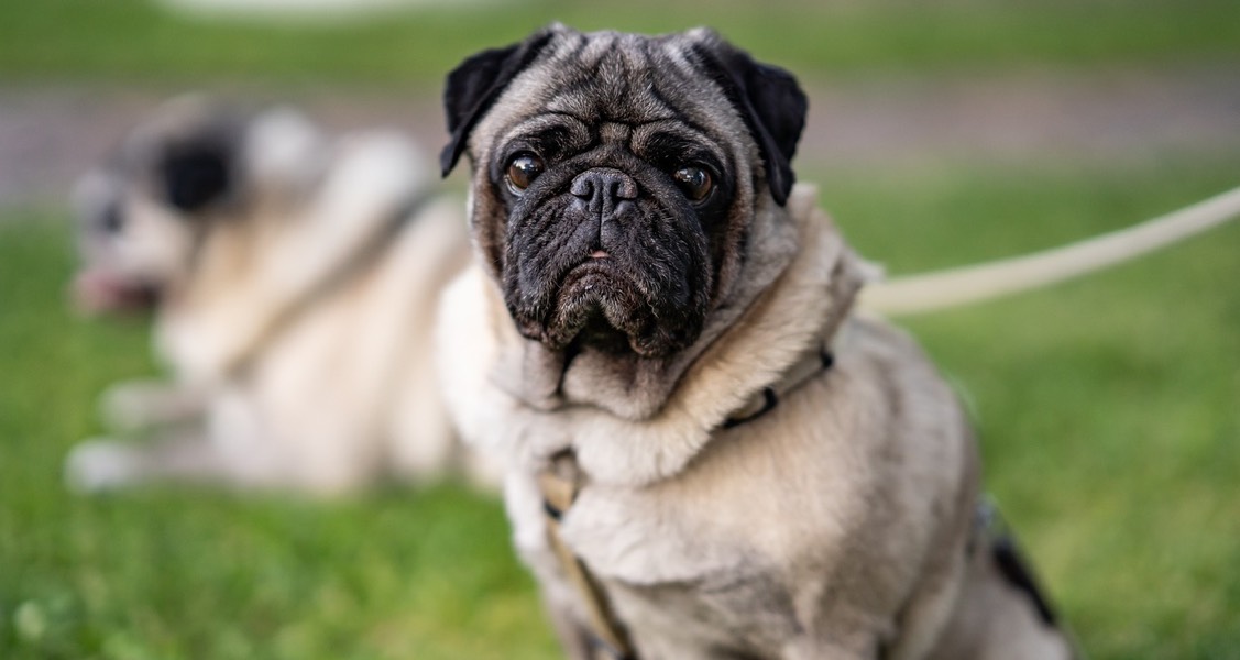 AI Doggie Doctor Diagnoses Breathing Issues In Pugs & Boxers