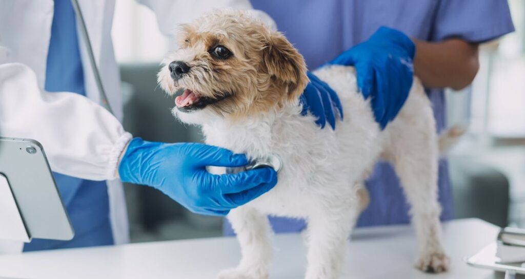 A veterinarian is listening to a dog's heart sounds with a stethoscope