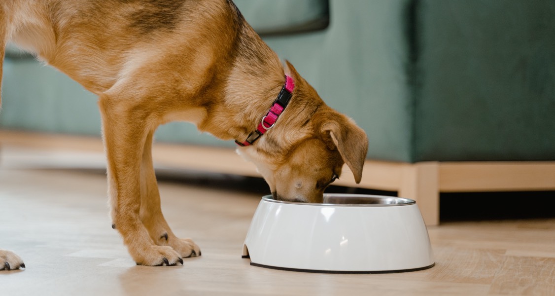 An investigation of the presence and antimicrobial susceptibility of Enterobacteriaceae in raw and cooked kibble diets for dogs in the United Kingdom