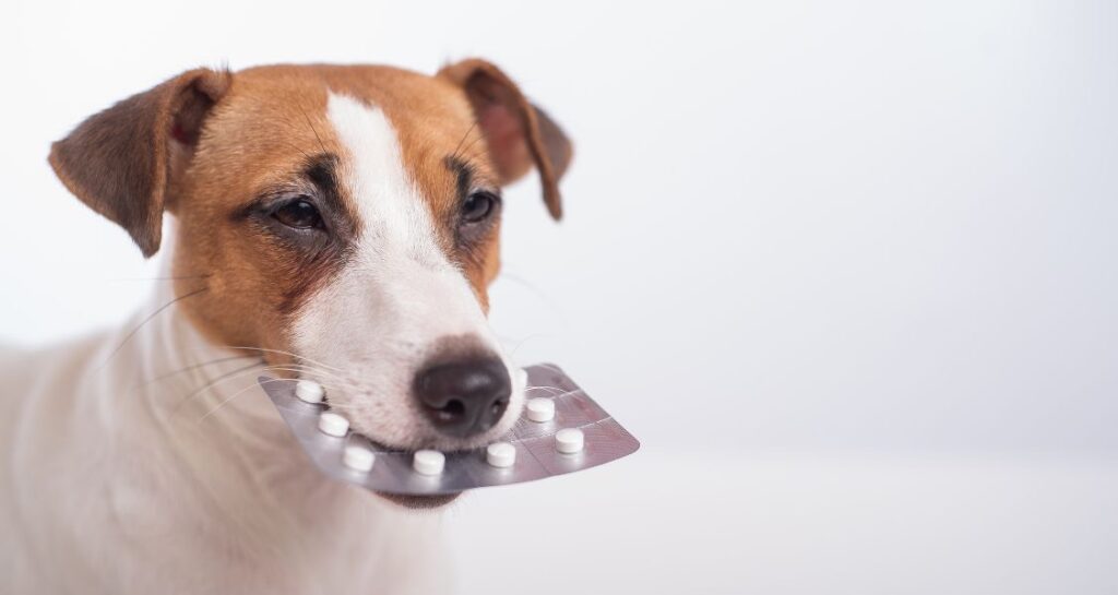 A dog holding a packet of pills in their mouth