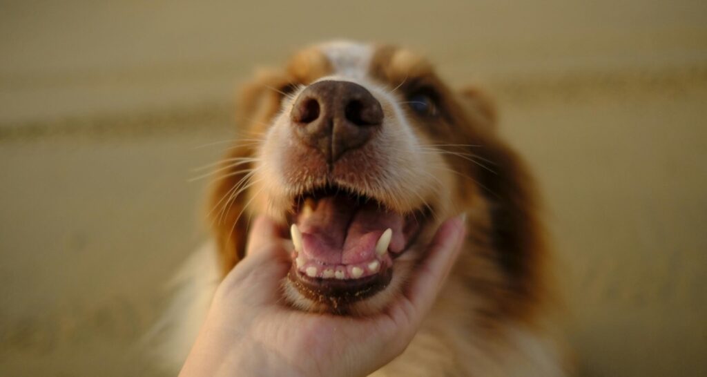 A dog has their mouth open and lower jaw is being held by a person's hand