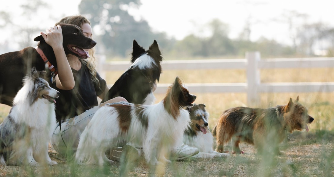 Owning a dog in Canada will cost over $3,000 this year, according to a new report. Owning a dog in Canada will cost over $3,000 this year, according to a new report.