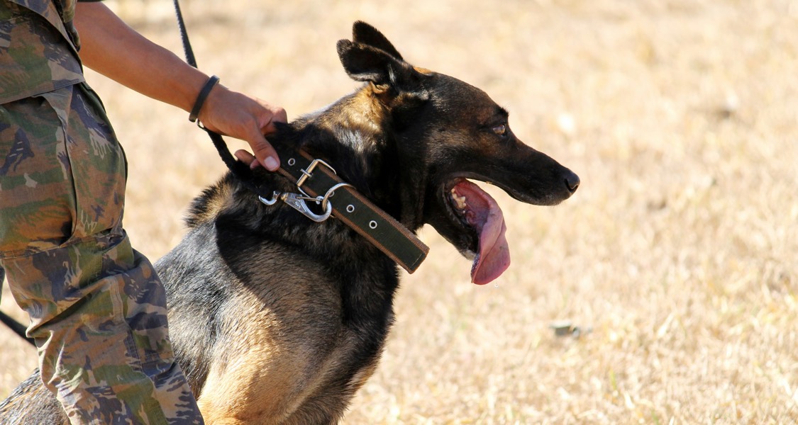 DoD approves pet expenses reimbursement due to PCS DoD approves pet expenses reimbursement due to PCS