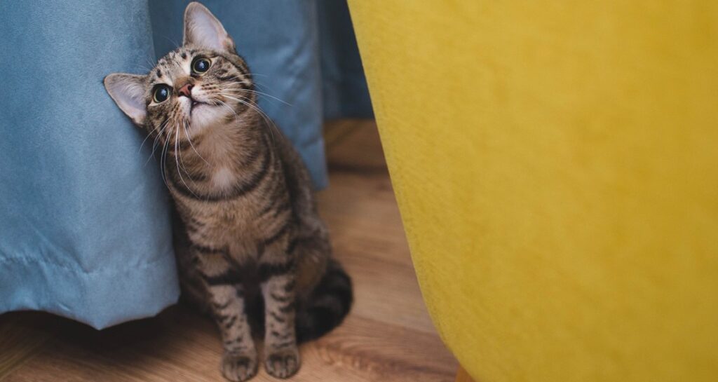 A kitten is sitting on a wooden floor in between a yellow chair and blue curtain