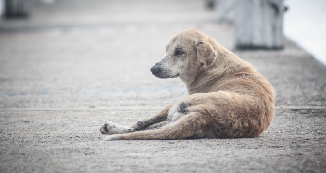 How saving street dogs in Thailand helped this recovering addict save himself