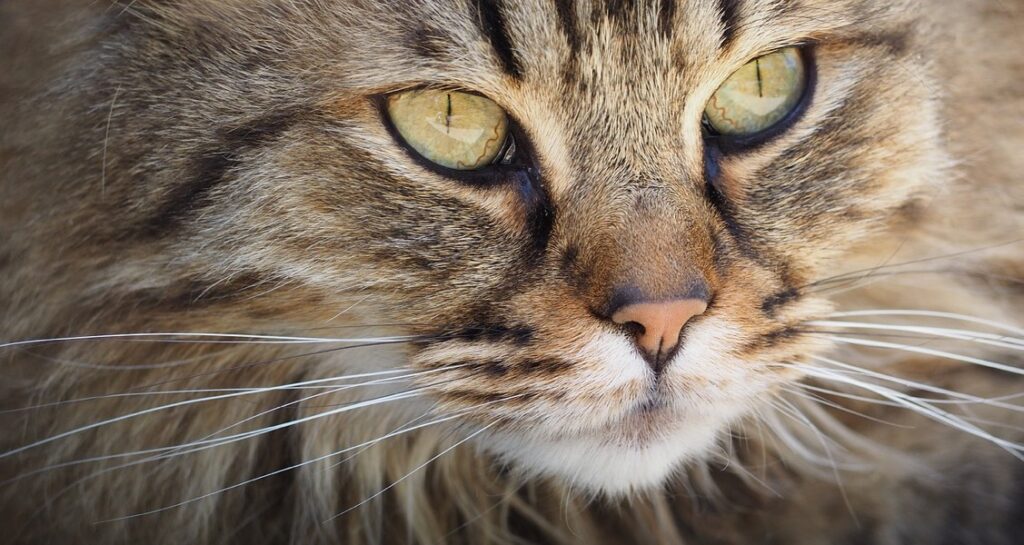 Whiskers of a tabby cat