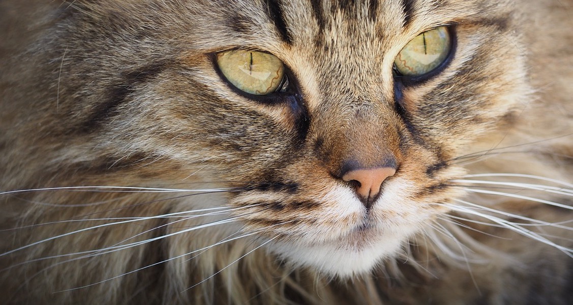 Whisker fatigue and mind control: 19 amazing facts every cat-lover needs to know