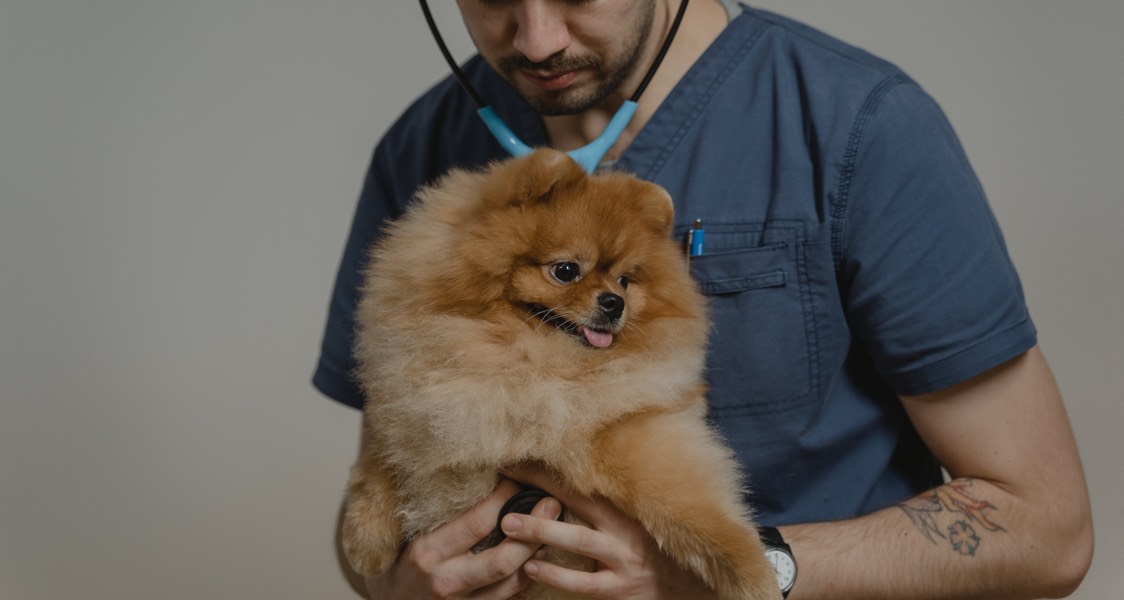Vets are all different prices but for some very good reasons Vets are all different prices but for some very good reasons