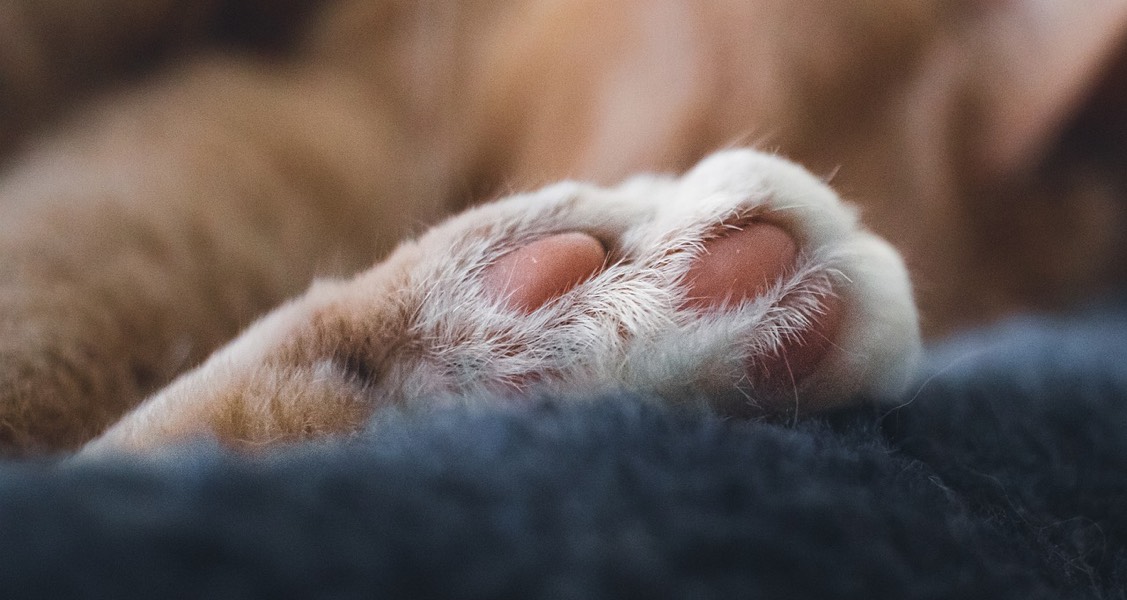 Quebec’s new regulations on pet breeding, declawing come into effect next month