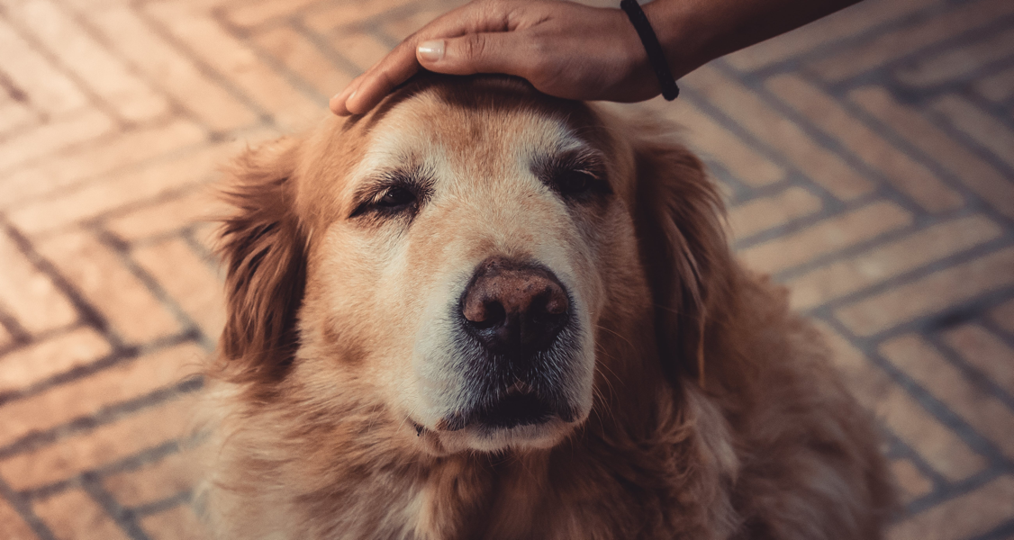 Practical Strategies for Caring for Dogs with Dementia