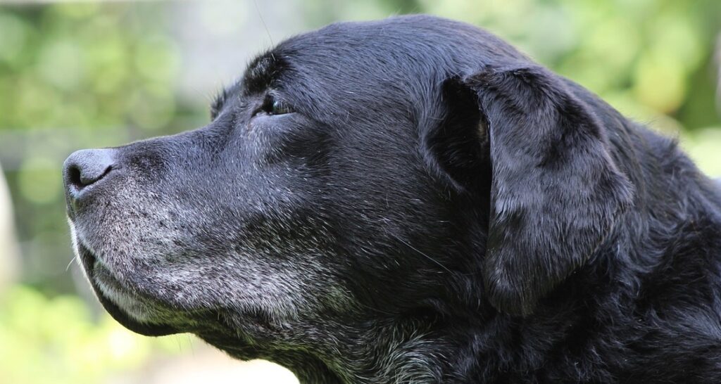 A profile shot of an old black Labrador retriever
