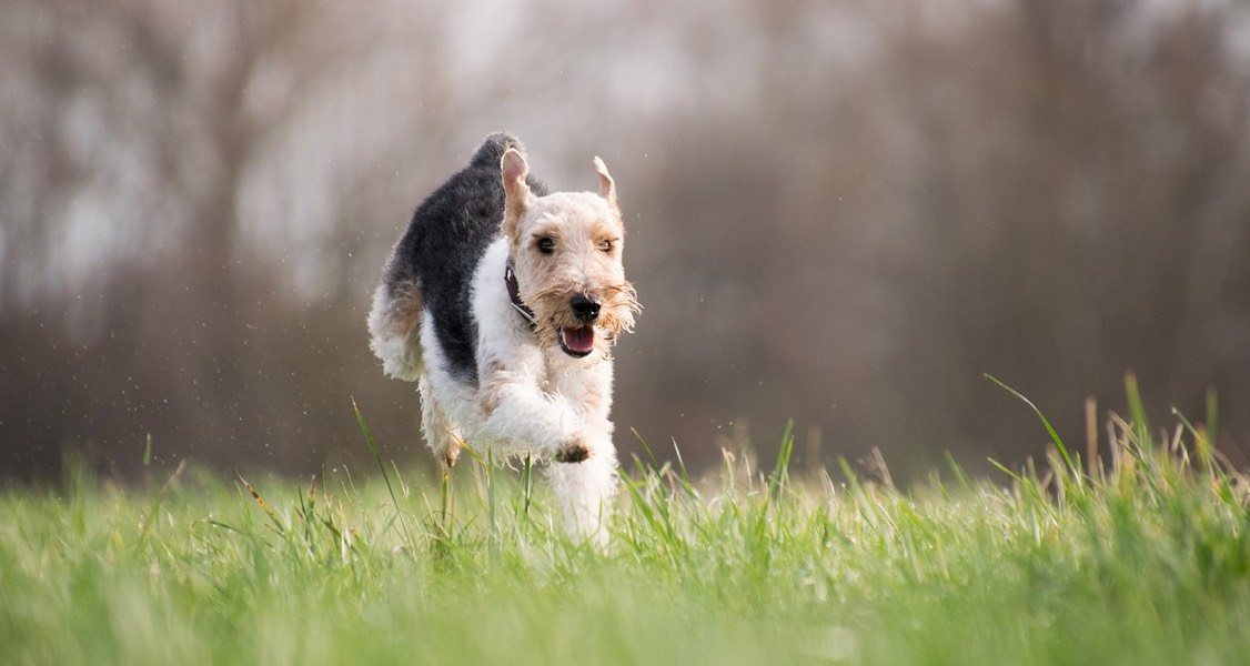 The movement to keep our dogs alive for longer The movement to keep our dogs alive for longer