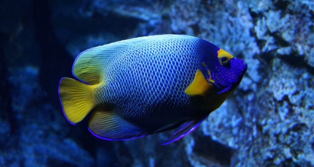 A blue and yellow fish swimming in an aquarium