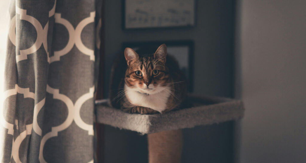 A cat is sitting on a cat tree inside