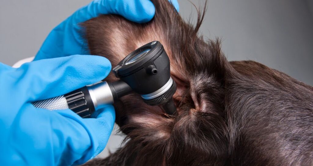 A dog is getting their ear checked with an otoscope