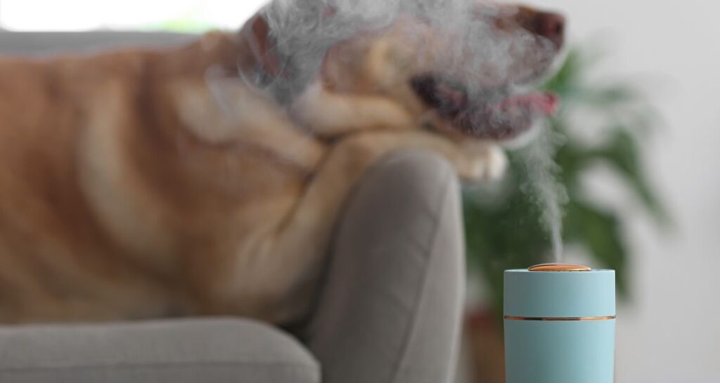 A dog is lying on the couch next to an essential oil diffuser
