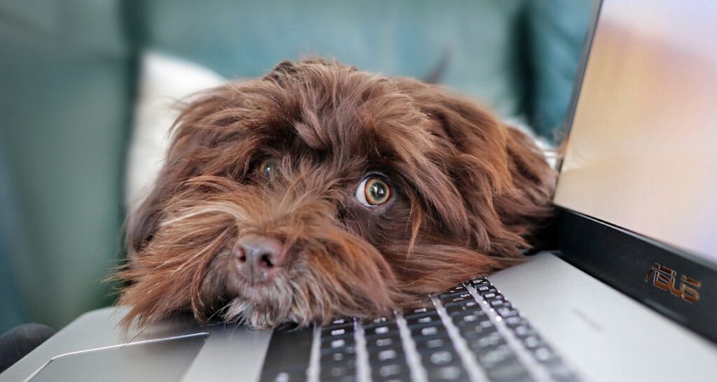 A dog is resting its head on a laptop's keyboard
