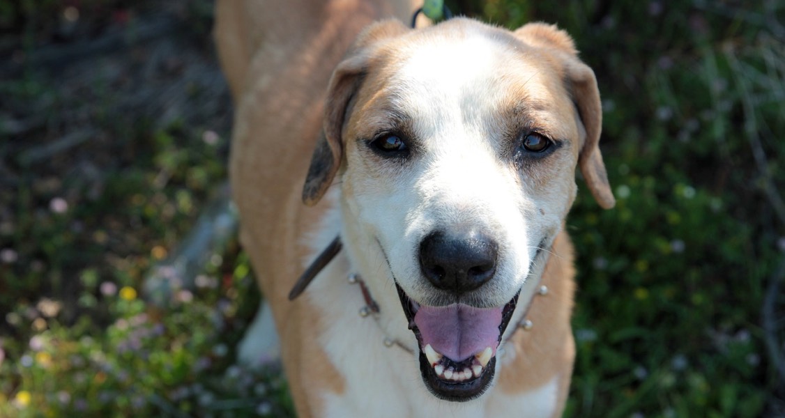 10 Things Your Dog Should Be Doing Every Single Day 10 Things Your Dog Should Be Doing Every Single Day