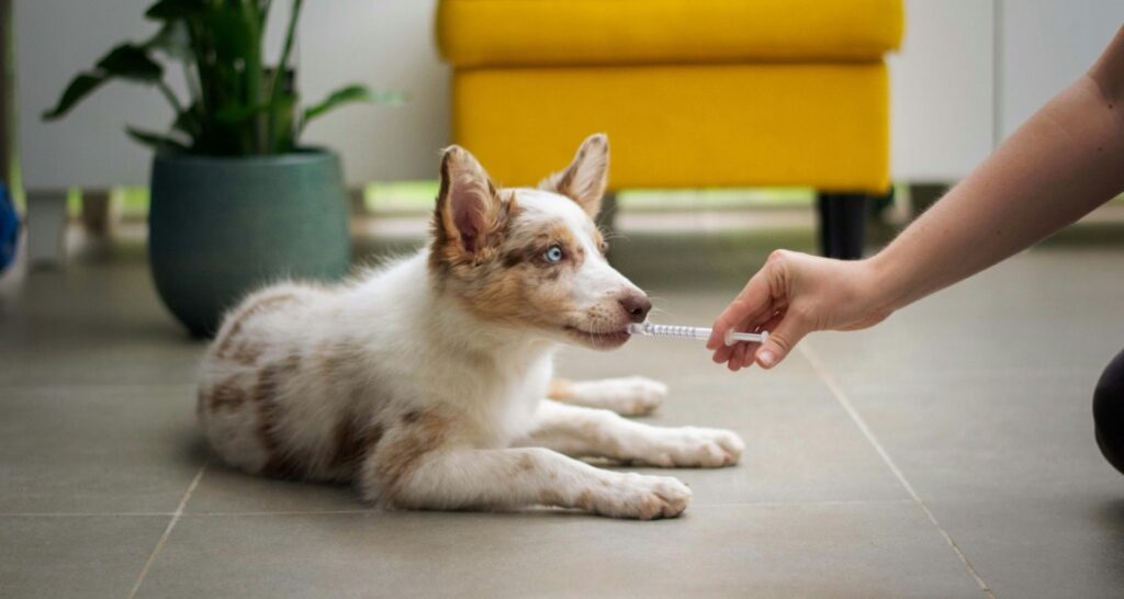 A puppy is receiving oral suspension medication on the floor