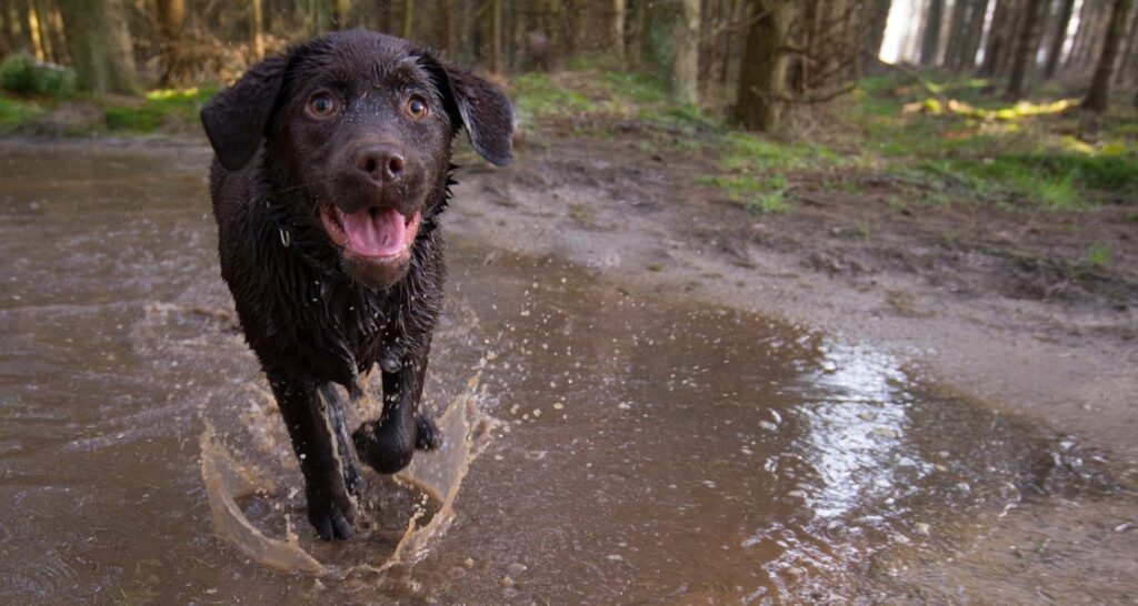 A puppy is running through muddy water