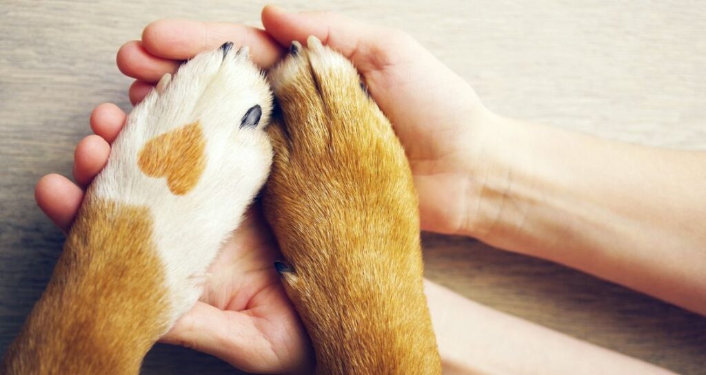 Two paws on two human hands