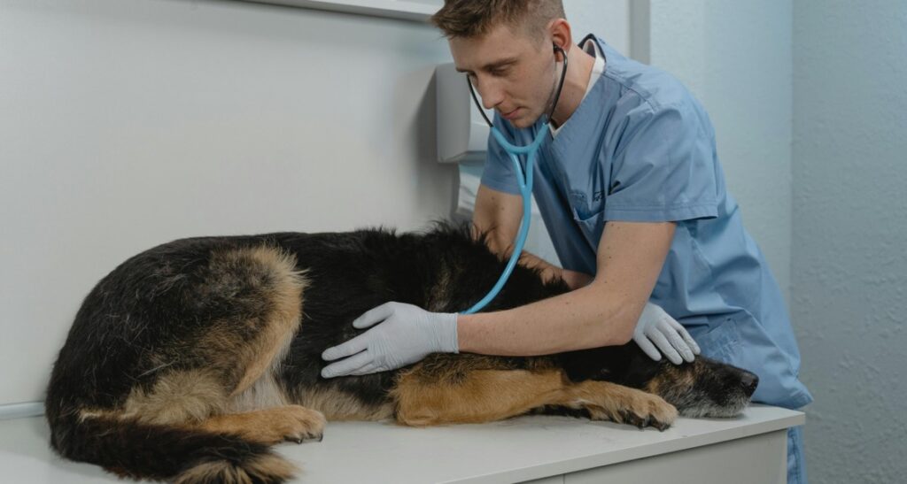 A veterinarian is auscultating a dog using a stethoscope