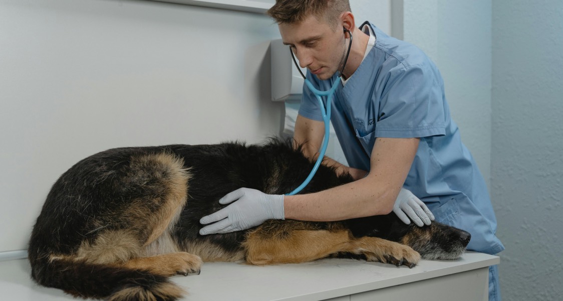 Understanding the Role of Veterinarians in Pet Care: Education and Expertise