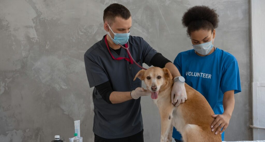 A veterinarian is auscultating a dog's heart with a stethoscope