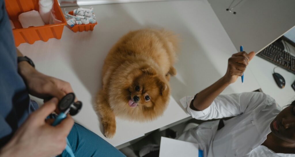 A dog is sitting on an examination table at a veterinary clinic