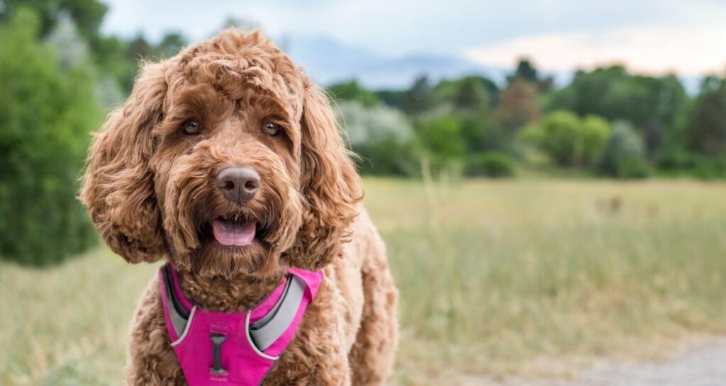 A dog is wearing a pink harness outside