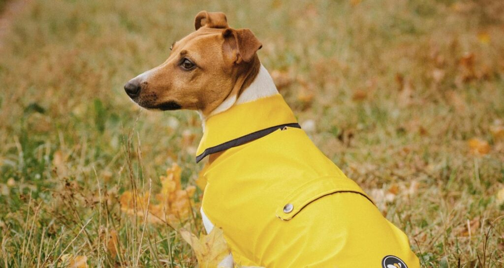 A dog is wearing a yellow coat outside in the grass
