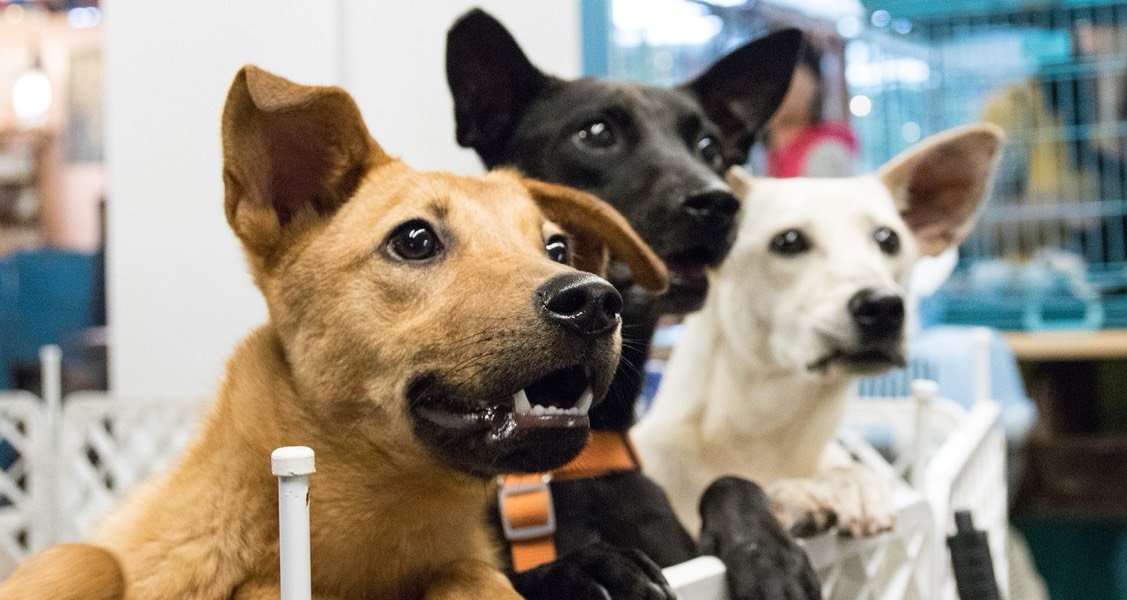 Where are the adopters? Helen Woodward Animal Center takes unprecedented steps to increase adoptions Where are the adopters? Helen Woodward Animal Center takes unprecedented steps to increase adoptions