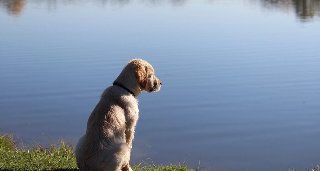 A golden retriever is sitting by a lake