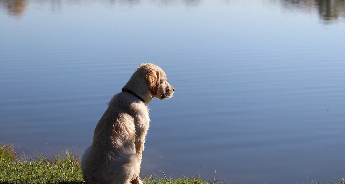 New study examines origins of toxic bacteria that killed 2 dogs at Halifax-area lake New study examines origins of toxic bacteria that killed 2 dogs at Halifax-area lake