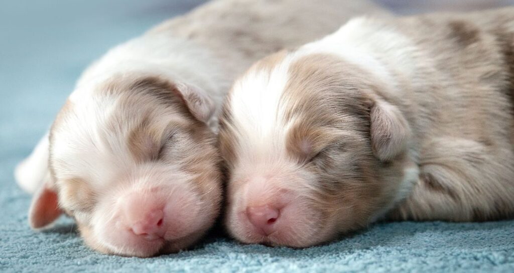 Two puppies are sleeping together