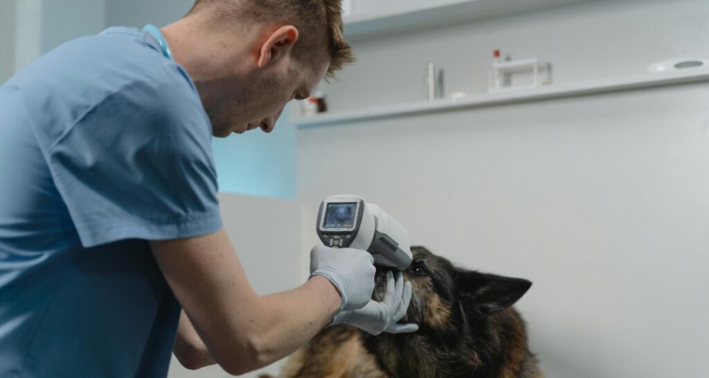 A veterinarian is checking a dog's eyes with medical equipment