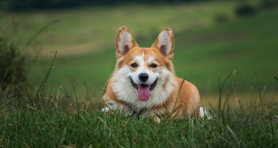 What Your Dog’s Facial Expressions Really Mean What Your Dog’s Facial Expressions Really Mean