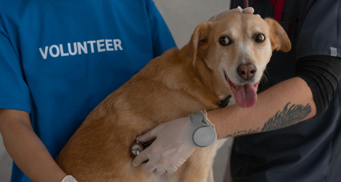 Kidney Disease in Dogs: Signs, Symptoms, and Treatment Kidney Disease in Dogs: Signs, Symptoms, and Treatment